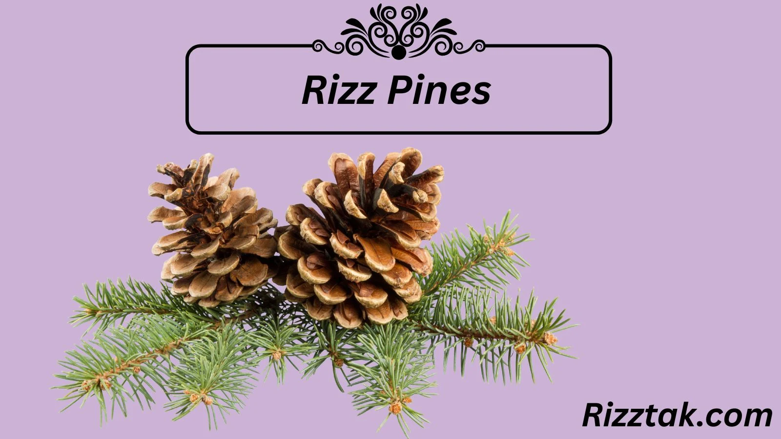 Rizz Pines